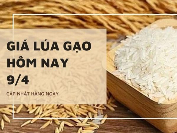 Giá lúa gạo ngày 9/4 giảm 50 đồng/kg ở mặt hàng lúa OM 5451