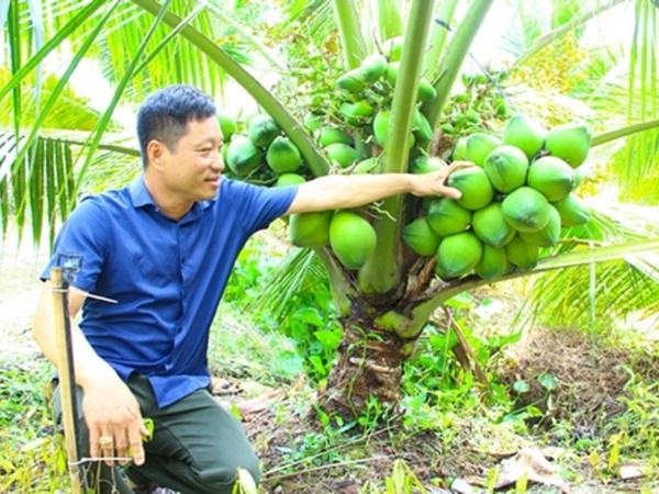 Thu nhập cao nhờ trồng dừa xiêm xanh