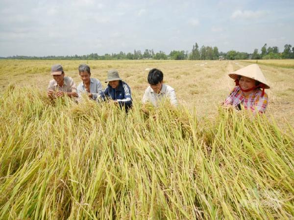 Giám sát việc sử dụng đất lúa tại huyện Thủy Nguyên