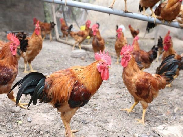 N-Một số biện pháp an toàn sinh học trong chăn nuôi gia cầm (Áp dụng gà nuôi nhốt và bán chăn thả)