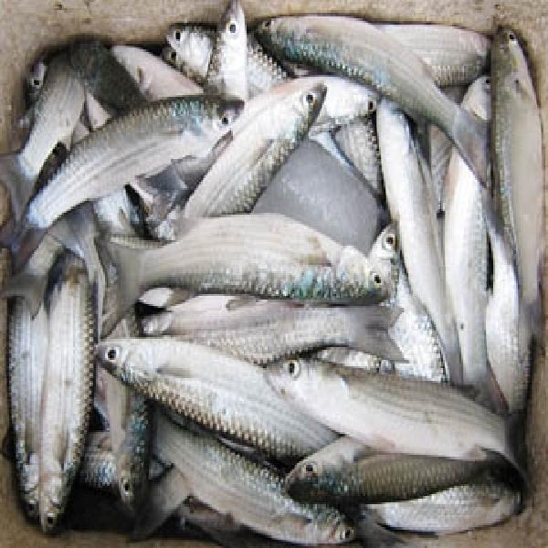 Quảng Nam: Hiệu quả mô hình nuôi ghép tôm sú – cá đối mục