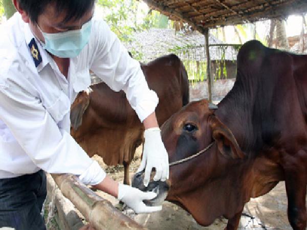N-Những điều cần biết về bệnh lở mồm long móng trên gia súc