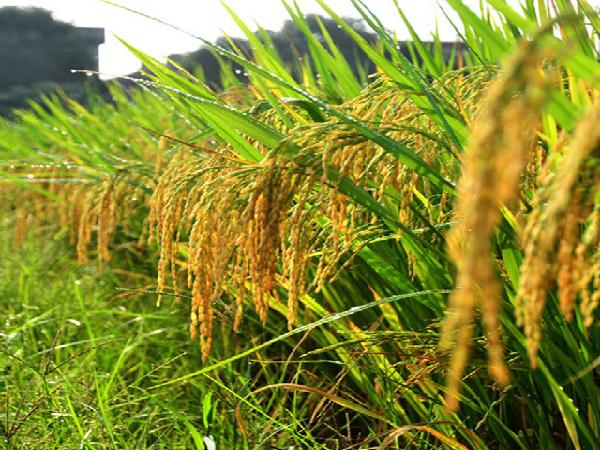 CS-Một số biện pháp kỹ thuật để sản xuất lúa mùa hiệu quả