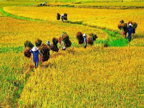 Việt Nam giám sát trồng lúa bằng vệ tinh