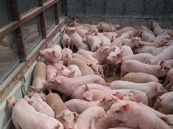 Lợn giống Thái Lan "siêu rẻ" ồ ạt về Việt Nam